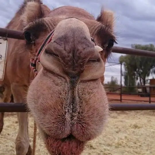 Uluru Sunrise Camel Experience