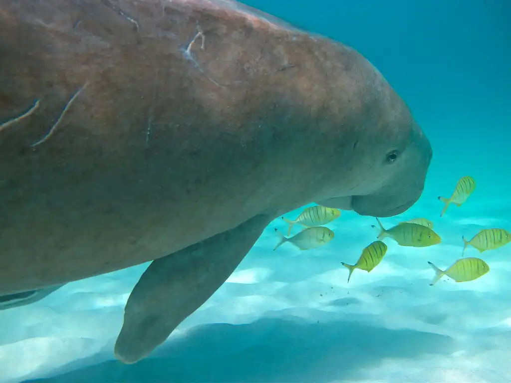 Ningaloo Whale Shark Swim & Eco Tour On A Catamaran (Aug-Oct) | Departing Exmouth