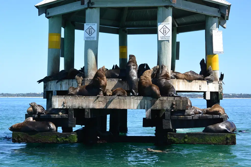 Dolphin and Seal Watching Eco Boat Tour - Mornington Peninsula