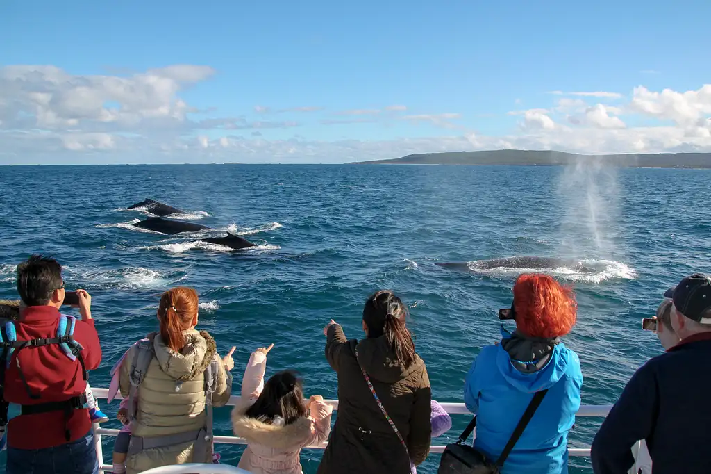 Augusta Whale Watching Eco Tour