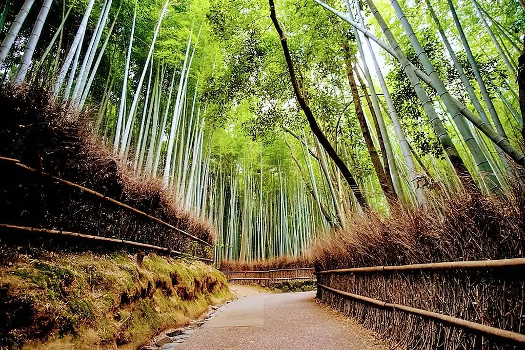 Arashiyama Highlights Walking Tour With Bamboo Forest And Monkey Park