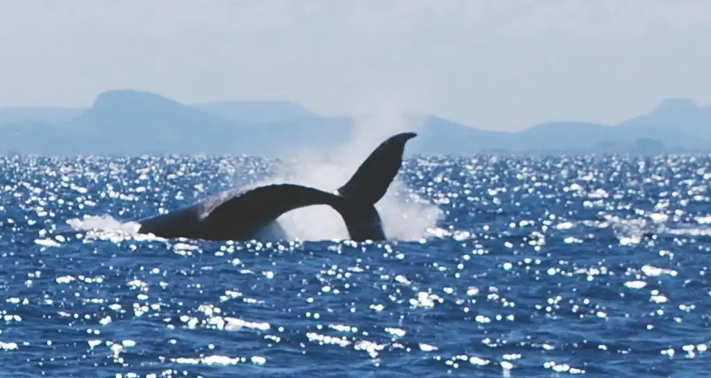 Sunshine Coast Swim with Whales