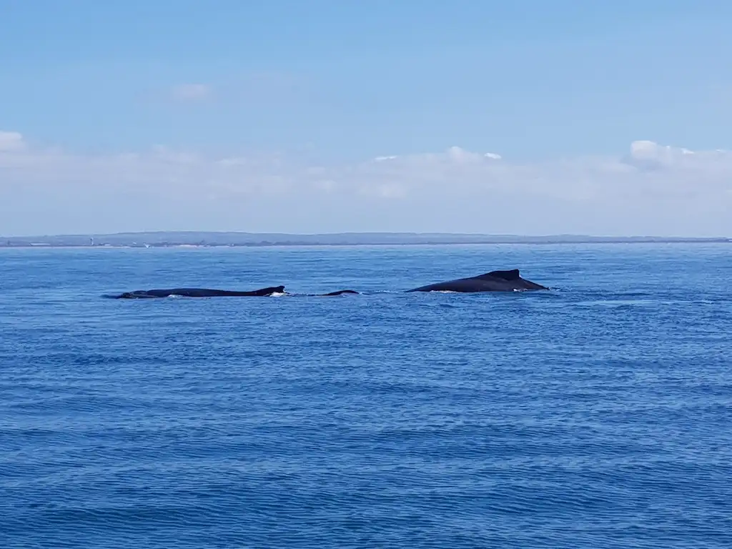 Dolphin and Seal Watching Eco Boat Tour - Mornington Peninsula