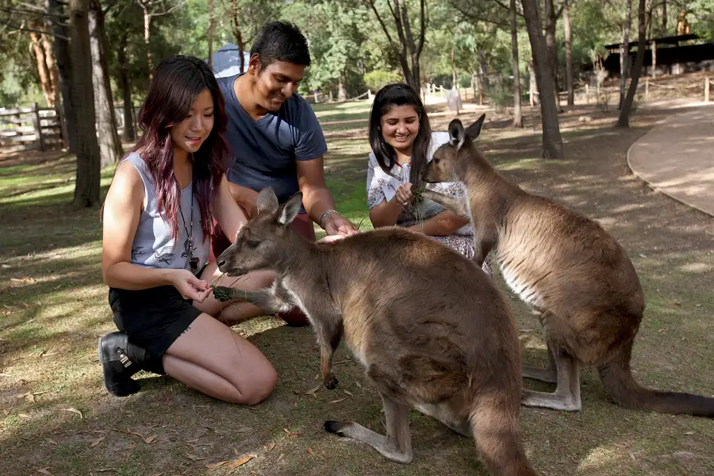 Puffing Billy Steam Train & Wildlife Tour | From Melbourne