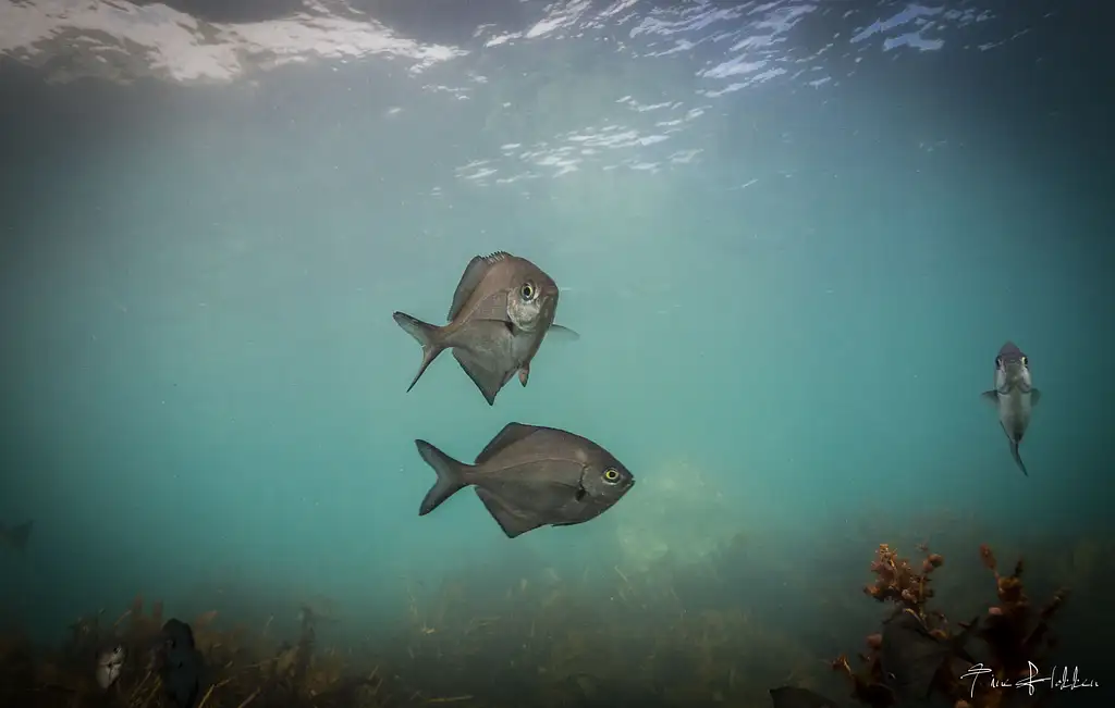 Goat Island Try Scuba Diving - Half Day