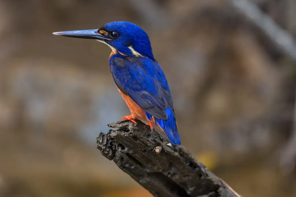 Mossman Gorge, Daintree Rainforest & Daintree River Crocodile Cruise | Wanderers Walk