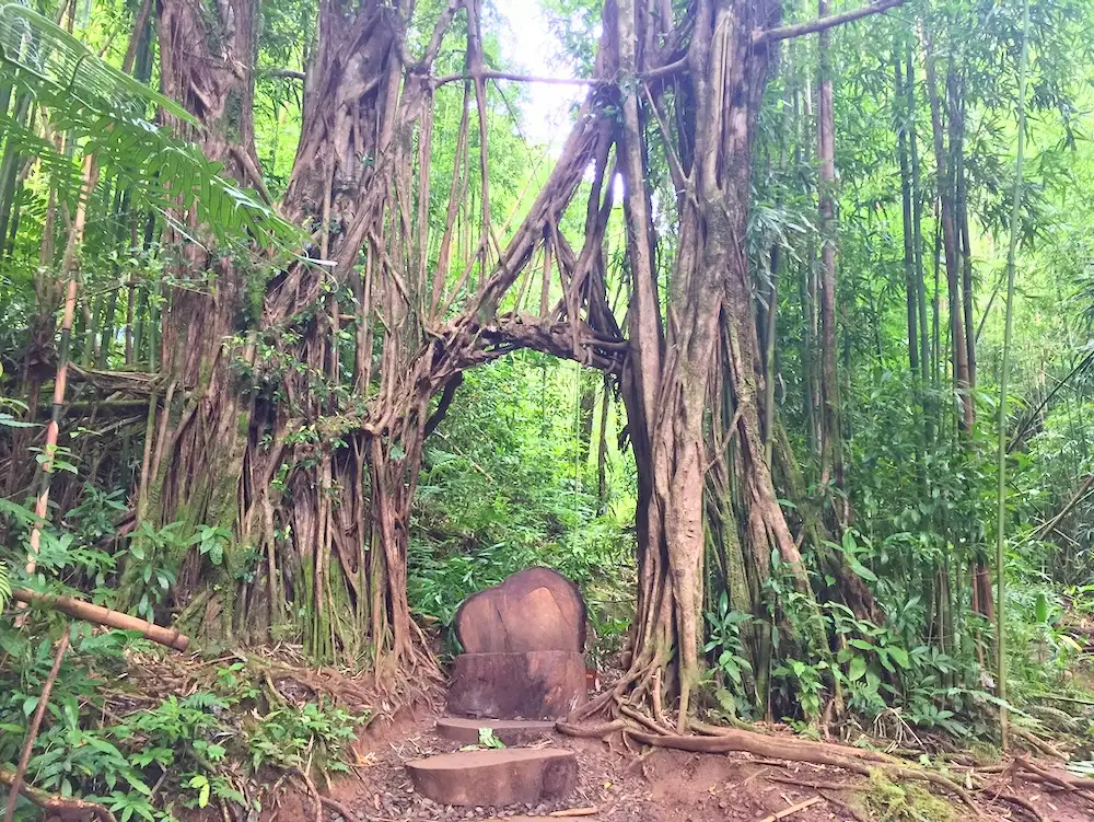 Hawaii Rainforest Hike