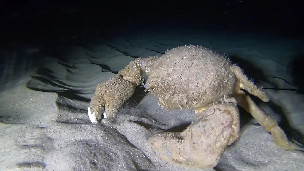 Oahu Night Diving