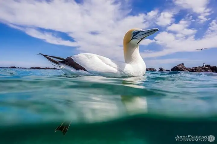 3 Hour Dolphin And Seal Swim - Port Phillip