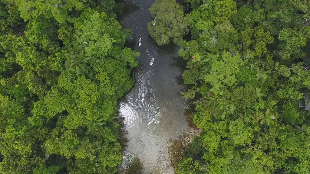 Magical Daintree Rainforest SUP Tour