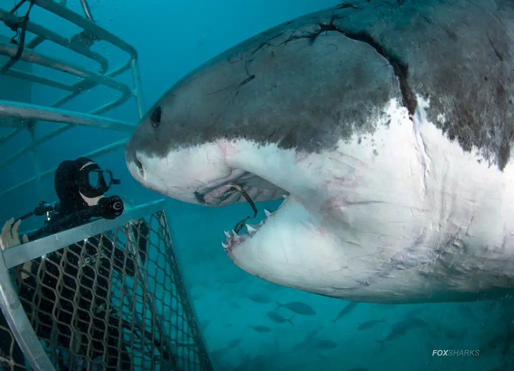 5 Day, 5 Night Great White Shark Cage Diving Tour