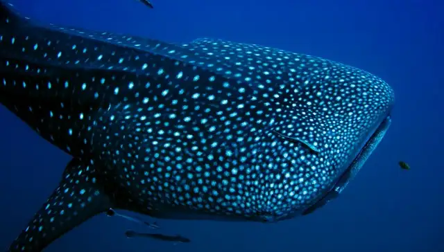 Whale Shark & Whale Watching Eco Tour - Ningaloo Reef (Aug-Oct)