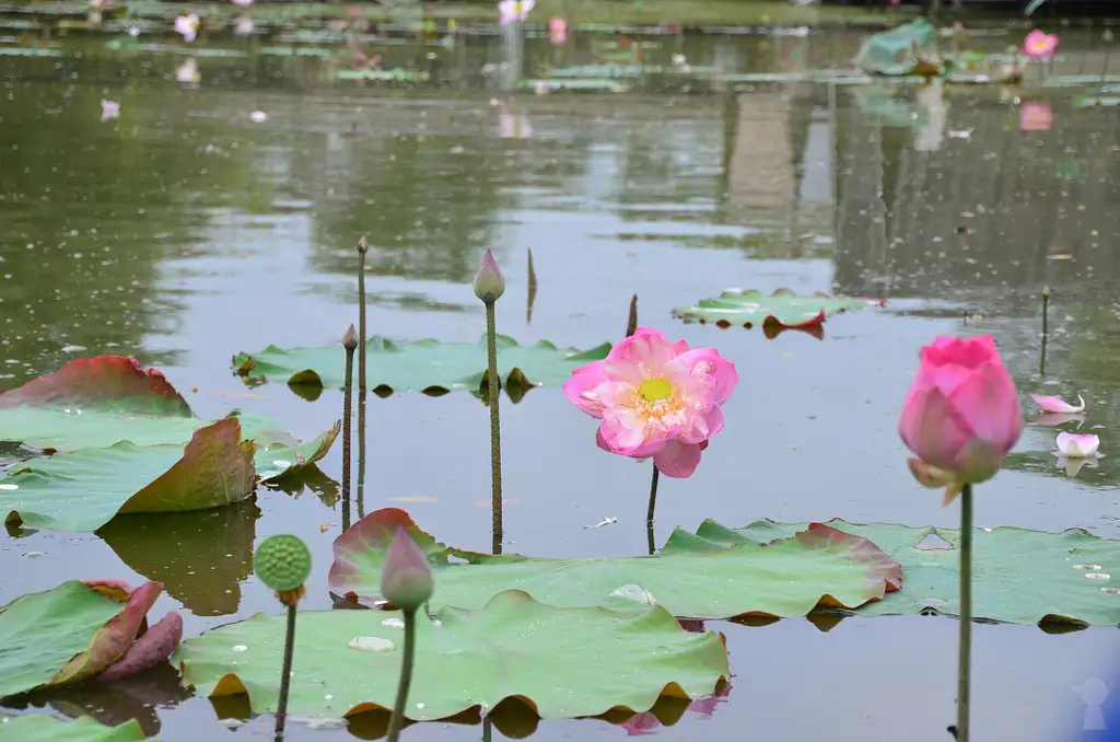 Khlong Lat Mayom Floating Market Tour