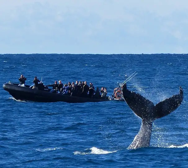 Sydney Whale Watching | Manly Wharf Departure