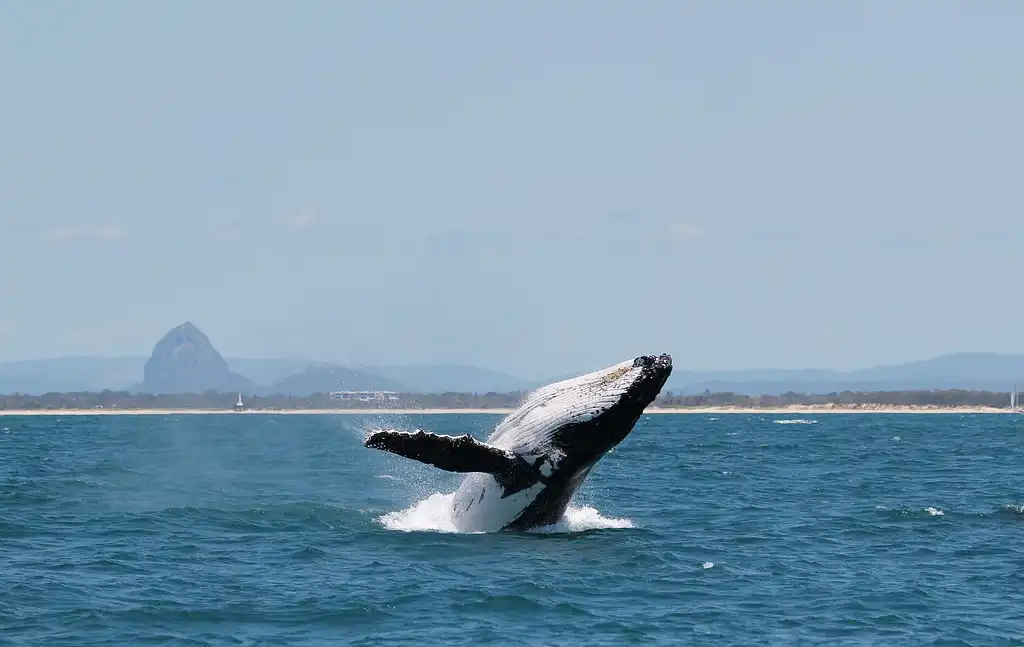 Sunshine Coast Swim with Whales