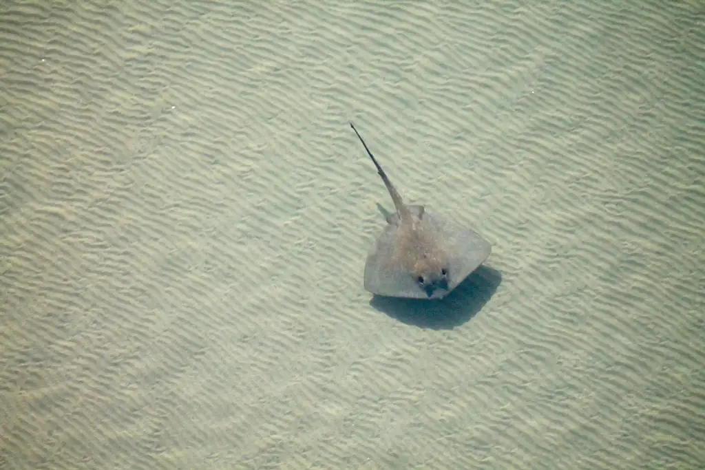 Exmouth Gulf & Ningaloo Reef Microlight Lesson