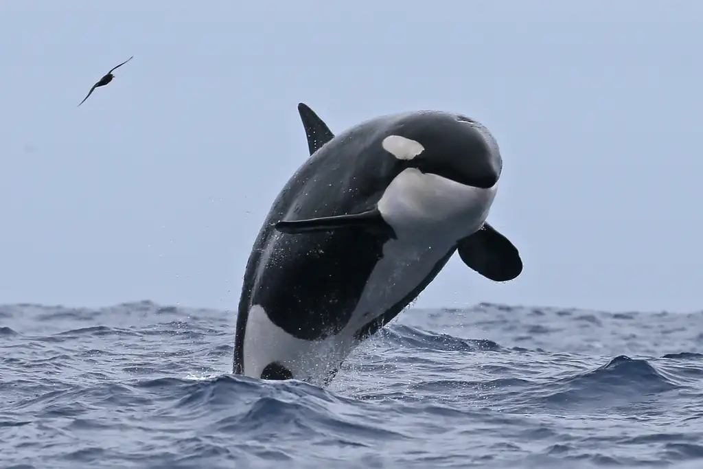 Bremer Canyon Killer Whale (Orca) Expedition