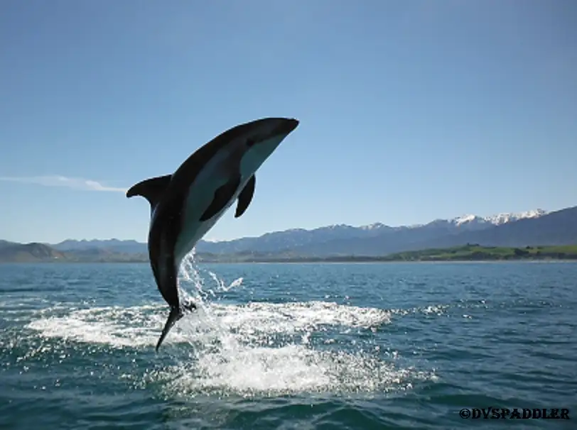 Kaikoura Guided Sunset Kayak Tour