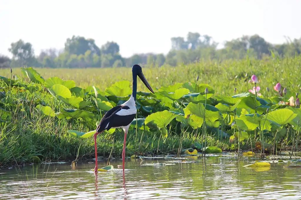 Mary River Wetlands Airboat Adventure | Darwin