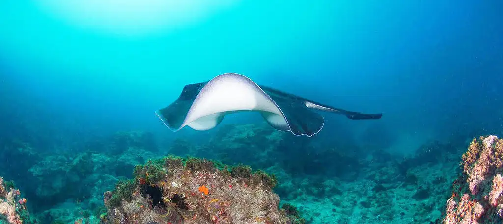 Certified Dive Tour At Julian Rocks