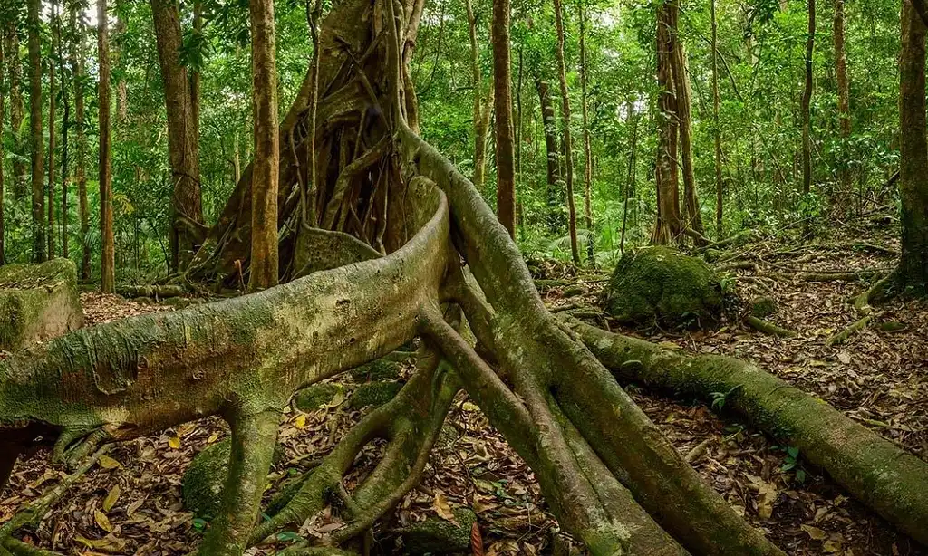 Ngadiku Dreamtime Walk | Mossman Gorge + Daintree Cruise