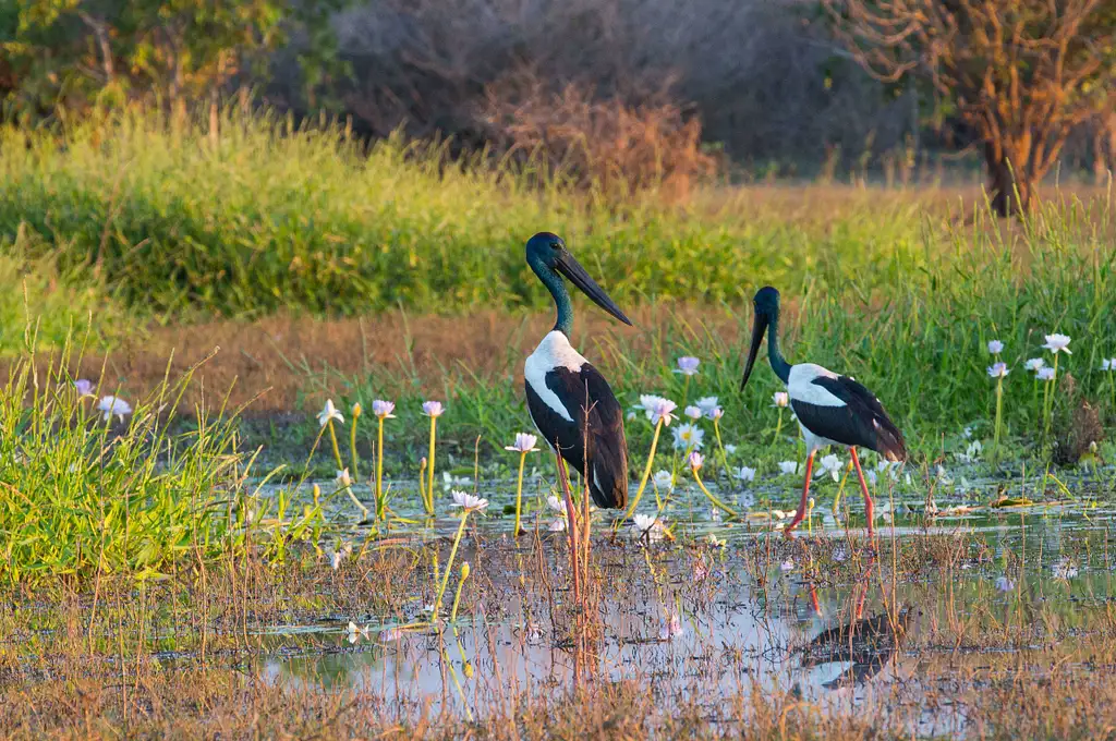 Darwin Wetland Experience