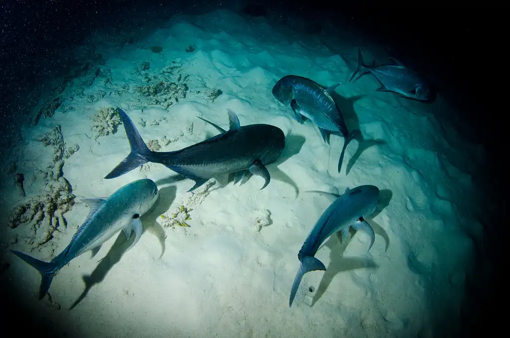 OceanQuest 3 Day 2 Night Liveaboard Experience | Great Barrier Reef