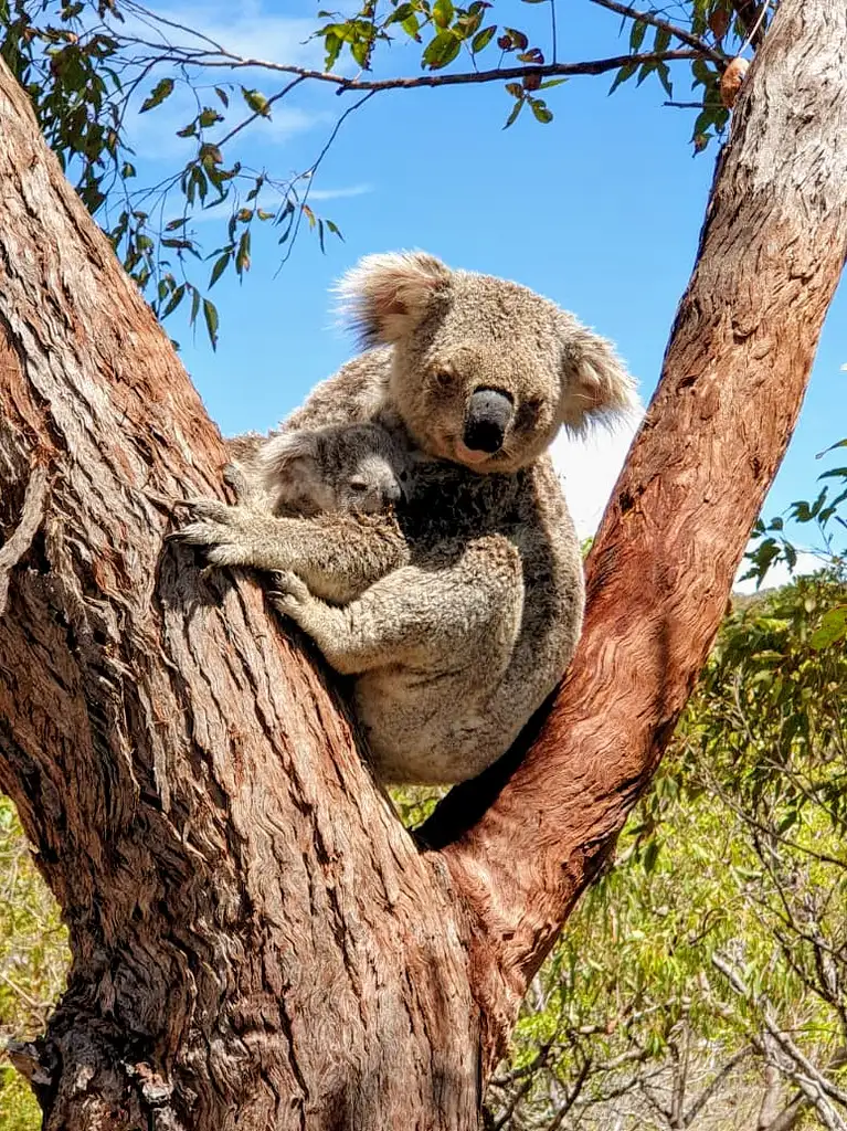 North Stradbroke Island Day Trip from Brisbane