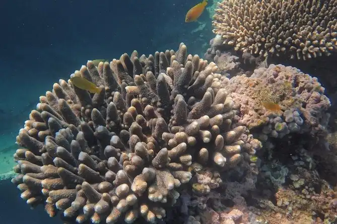 Marine Eco Safari with Manta Rays | Departing Coral Bay