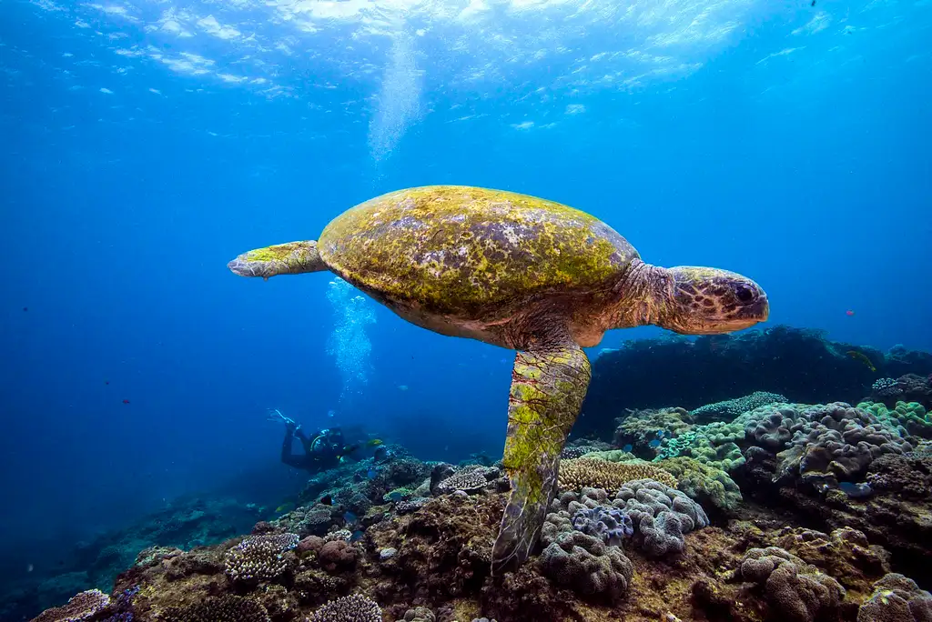 Flinders Reef Dive Trip - Sunshine Coast