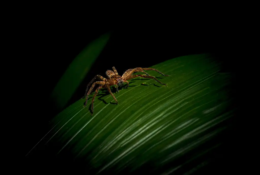 Daintree Rainforest Night Walk Tour