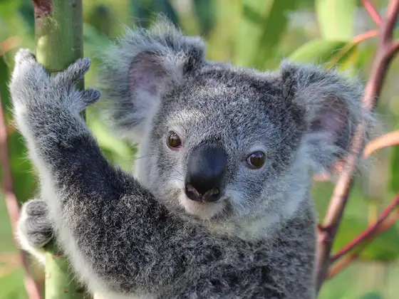 Australia Zoo - Glass House Mountains Tour from Sunshine Coast