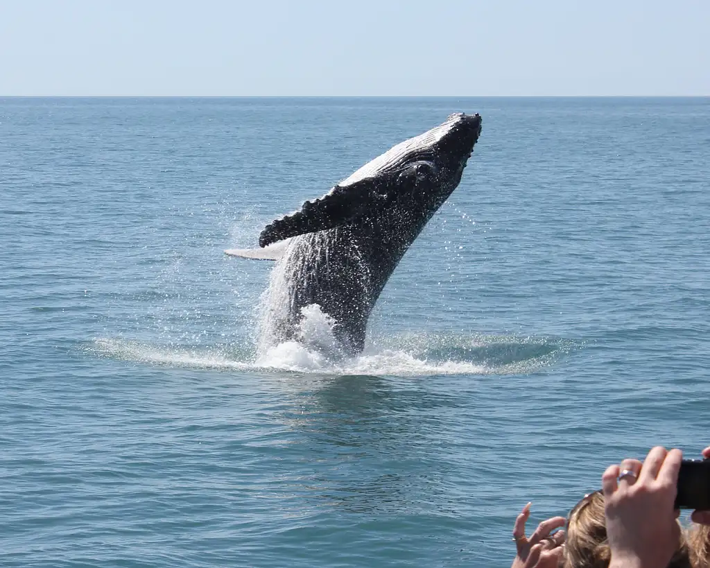 Premium Whale Watching Tour - Hervey Bay