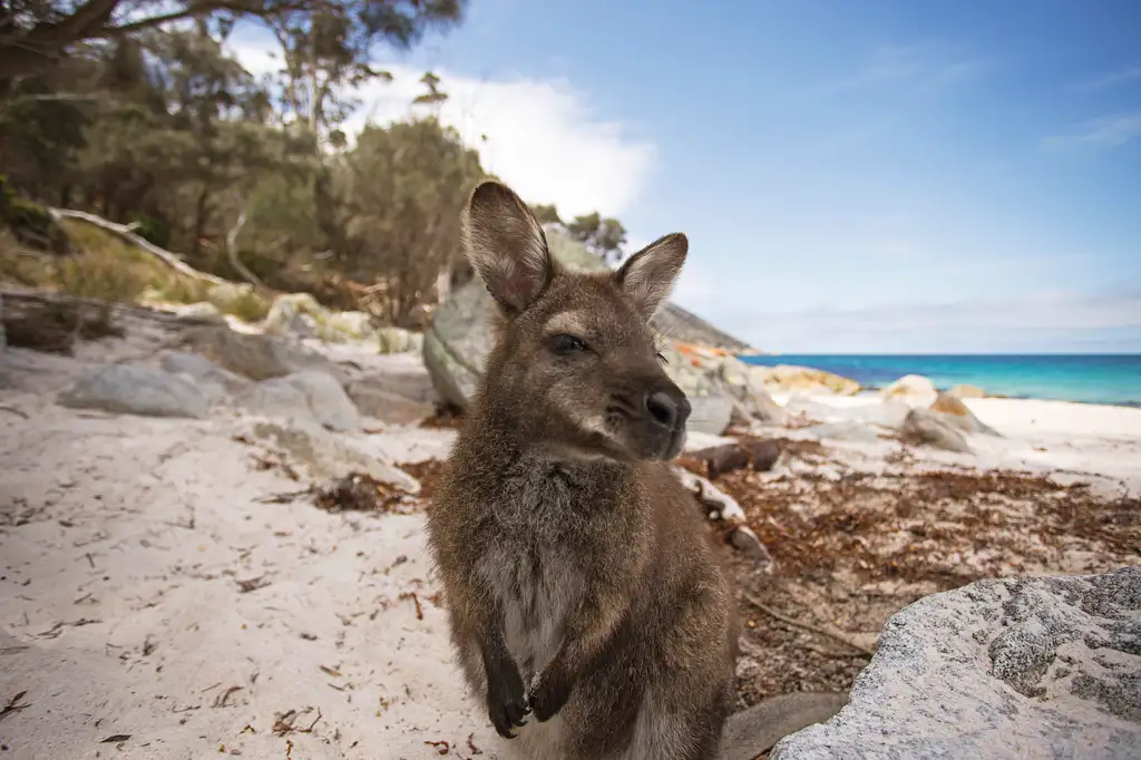 Perth to Adelaide 9 Day Wildlife Adventure