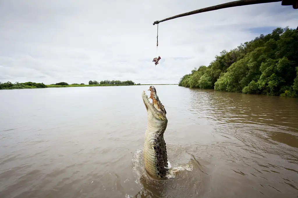 Spectacular Jumping Crocodile Cruise - Darwin