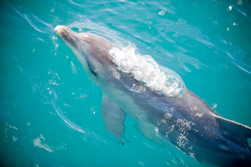 Port Phillip Bay Wildlife Adventure Cruise