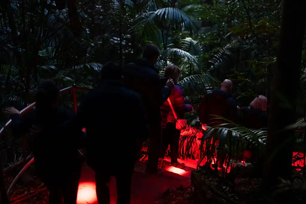 Evening Rainforest & Glow Worm Experience