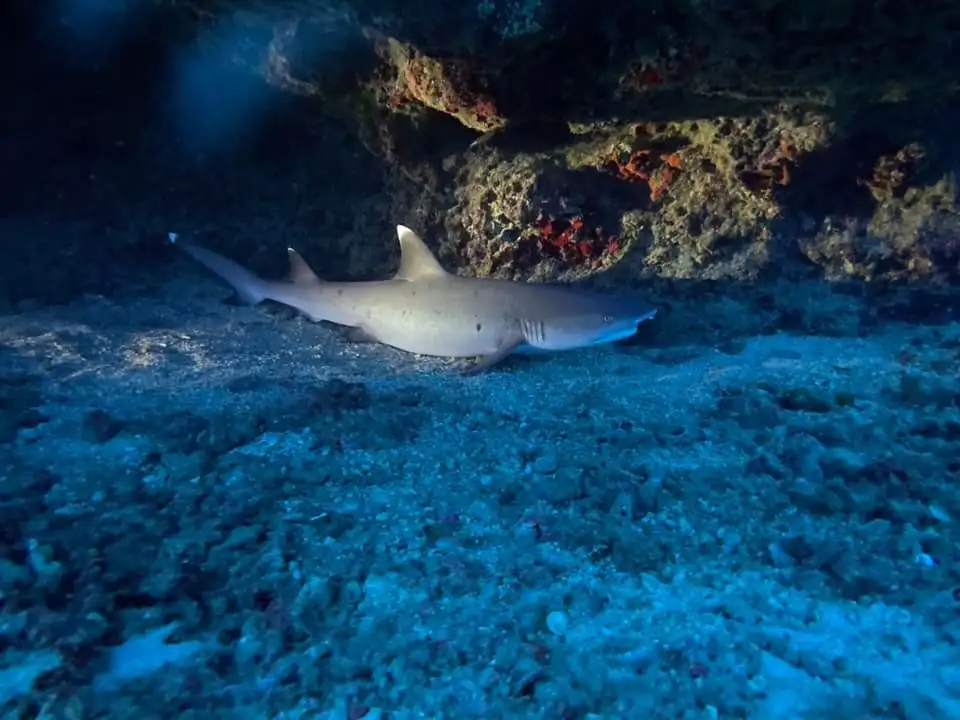 Oahu Night Diving