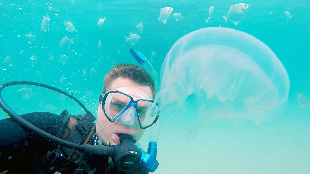 Gold Coast Single Dive