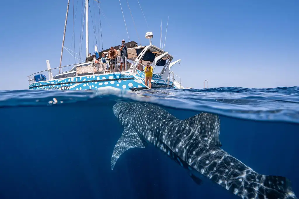 Ningaloo Whale Shark Swim & Eco Tour On A Catamaran (Aug-Oct) | From Exmouth