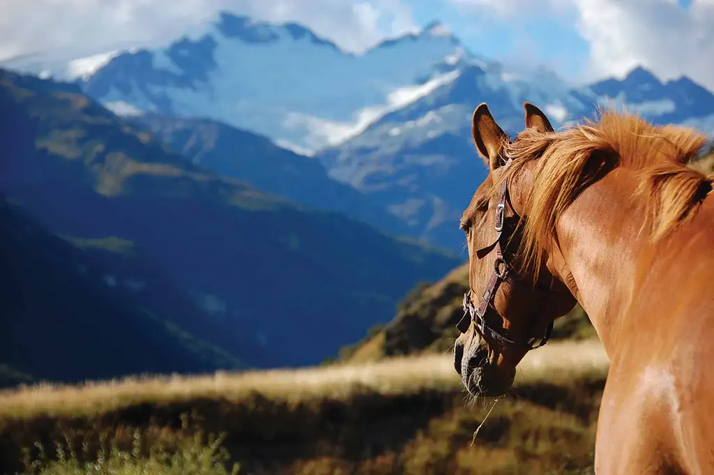 10 Day Southern Pioneer Tour | From Christchurch | NZ South Island Tour