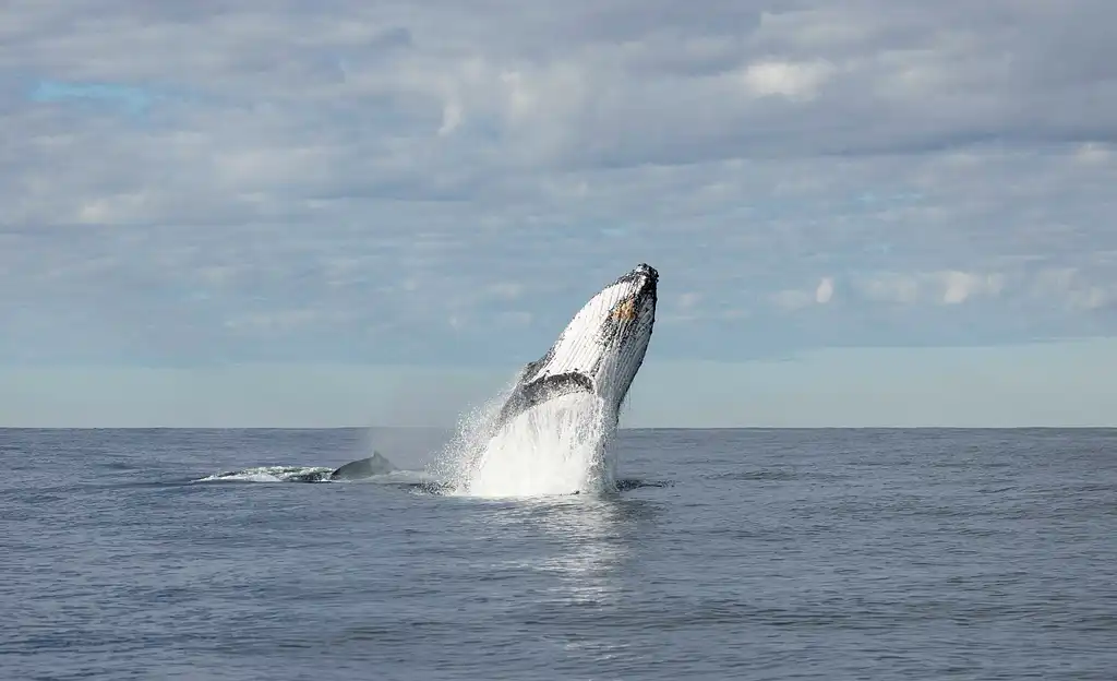 Whale Watching Tour Byron Bay