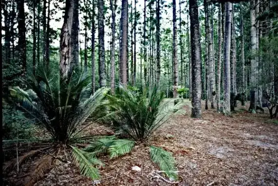 Fraser Island 3 Day Escape Camping 4WD Tour