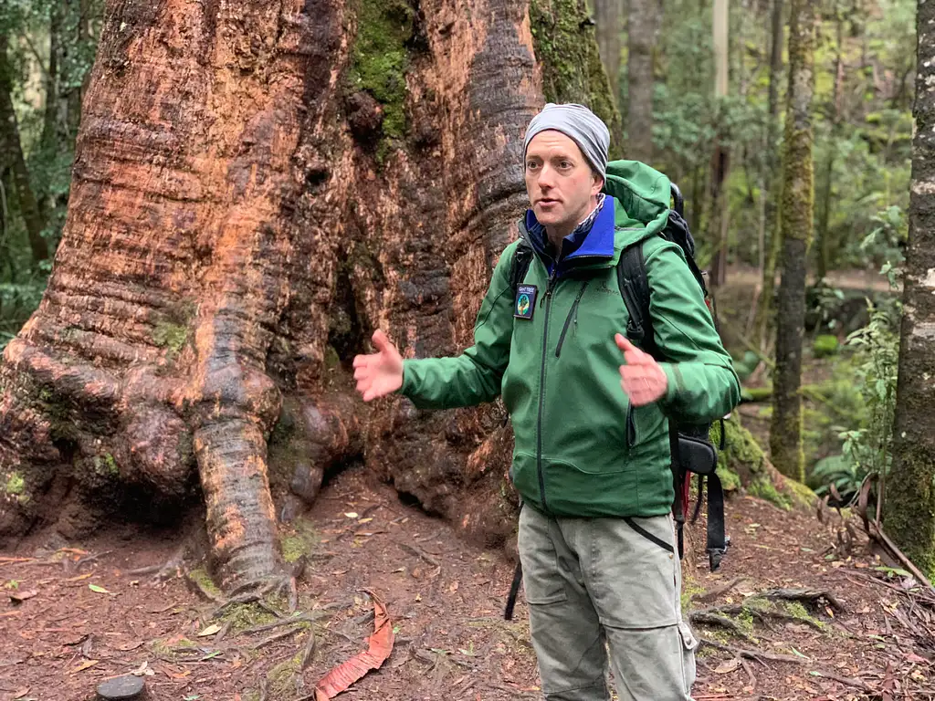 Tasmania Big Tree Hunting