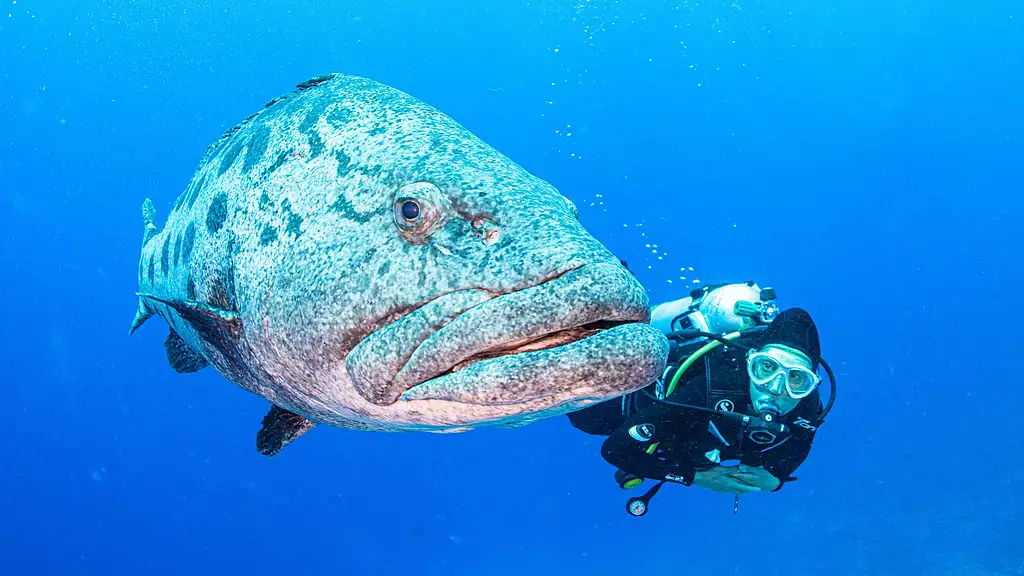 3 Night Liveaboard Dive Trip | Cod Hole & Ribbon Reef | Great Barrier Reef