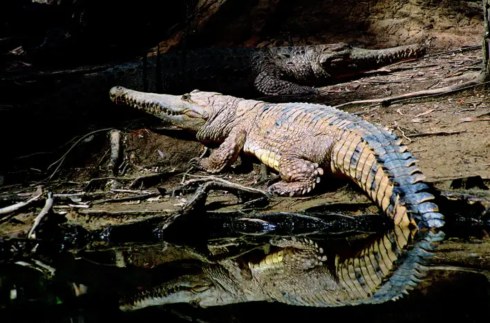 Hartley's Crocodile Adventures Half Day Tour