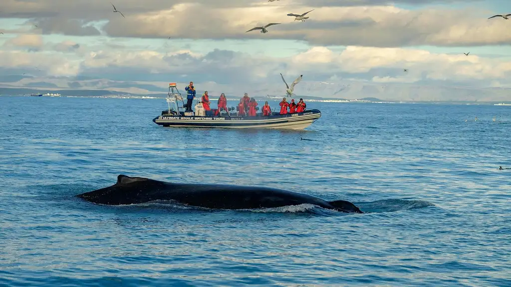 Premium Whale and Puffin Watching Tour in Reykjavík