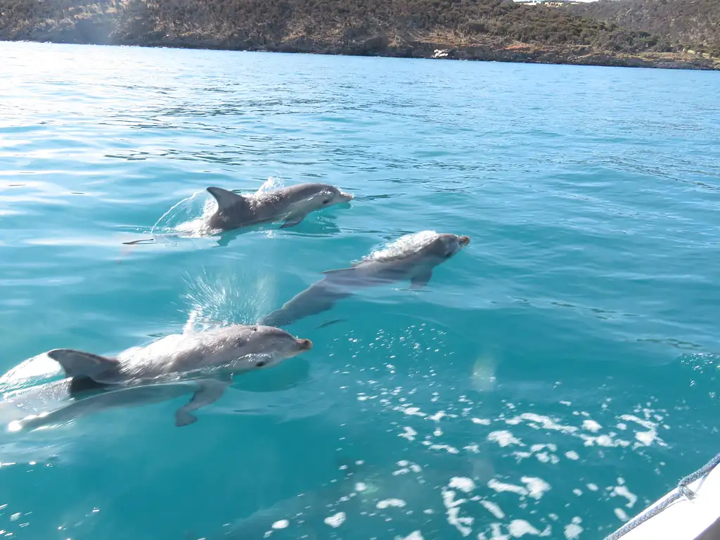 Kangaroo Island 75-Minute Ocean Safari