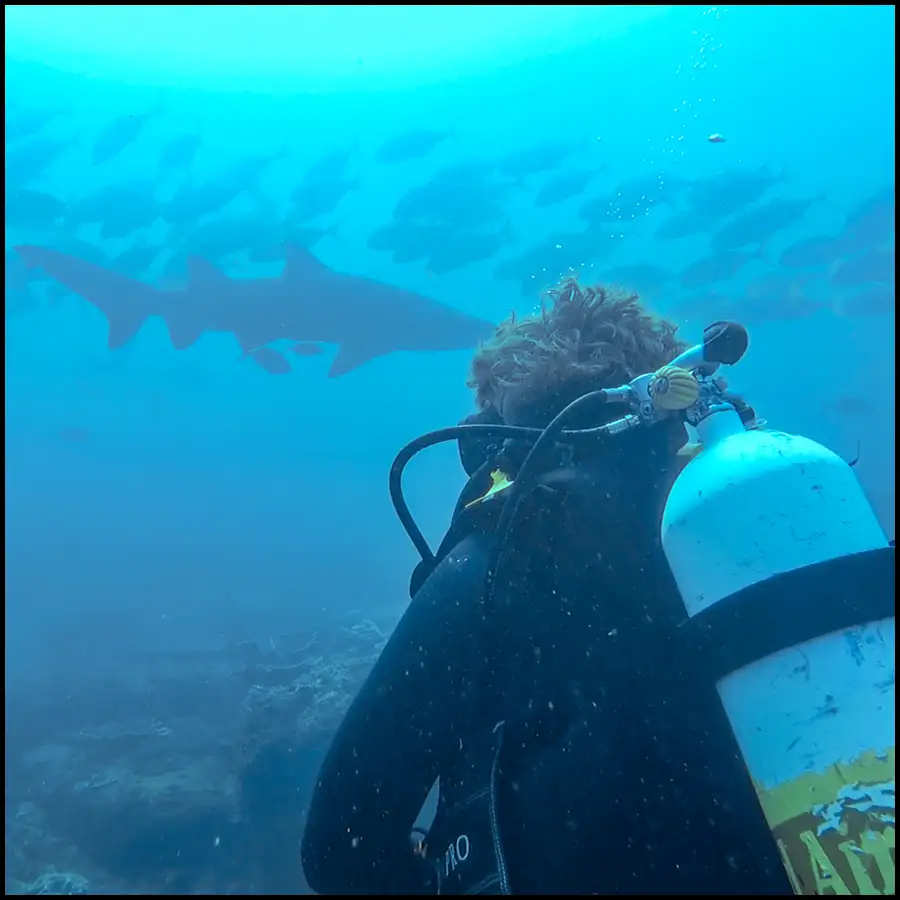 Grey Nurse Shark Reef Double Dive