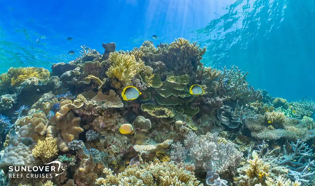 Great Barrier Reef (Moore Reef) Day Tour